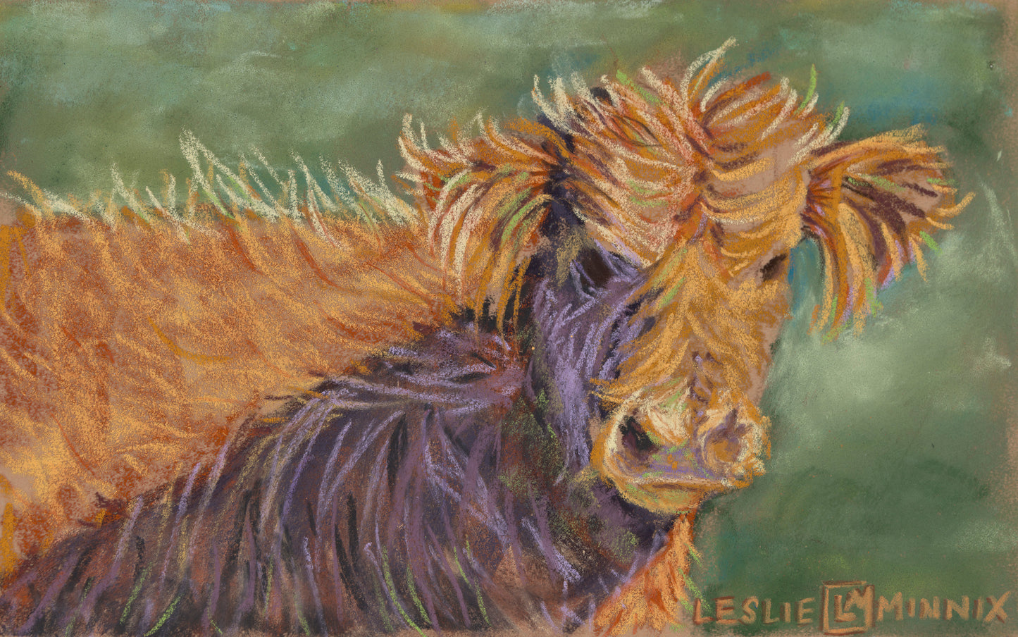 Giclee Print "Curious Highland Calf"